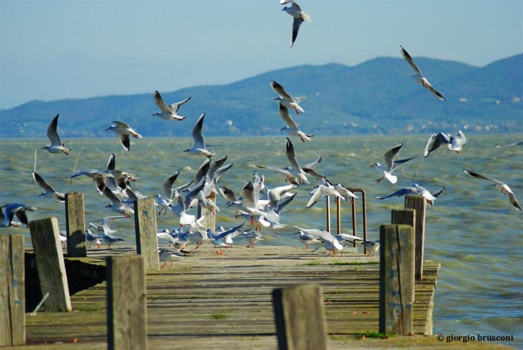 Hotel La Torre Castiglione del Lago Zewnętrze zdjęcie